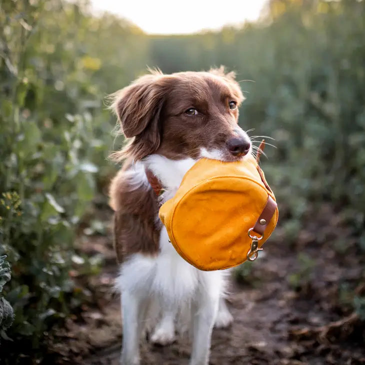 A dog carries an orange bowl in his mouth against a nature background