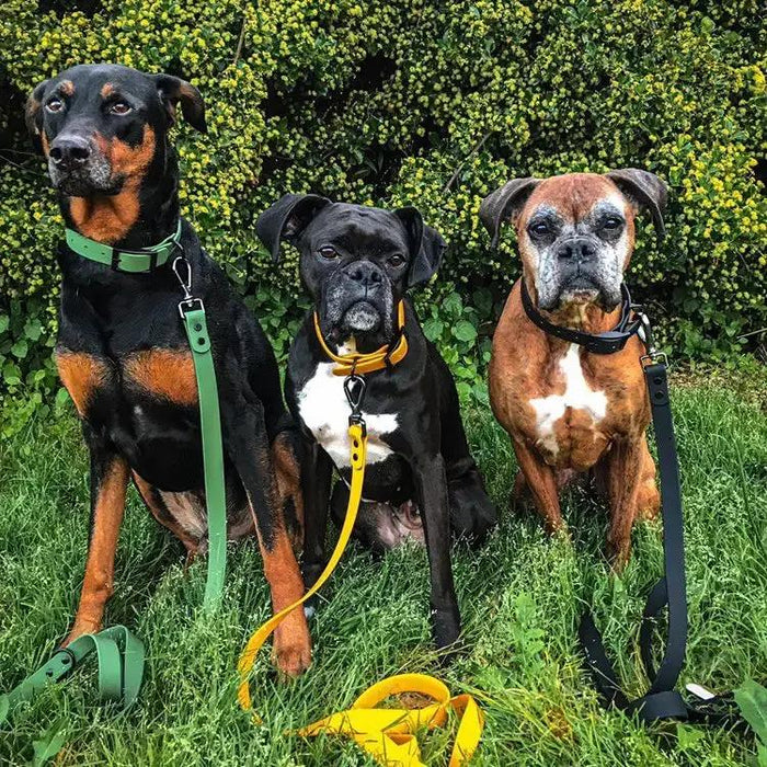 Three dogs on leashes in a grassy area with bushes in the background