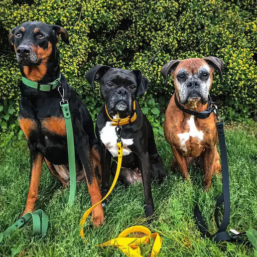 Three dogs on leashes in a grassy area with bushes in the background