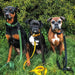 Three dogs on leashes in a grassy area with bushes in the background