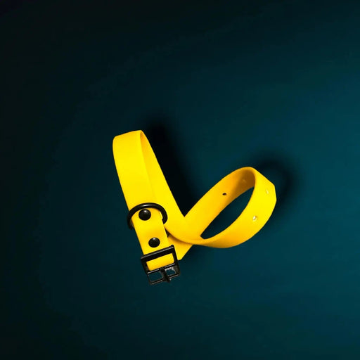 Yellow dog collar with a black buckle on a dark blue green background